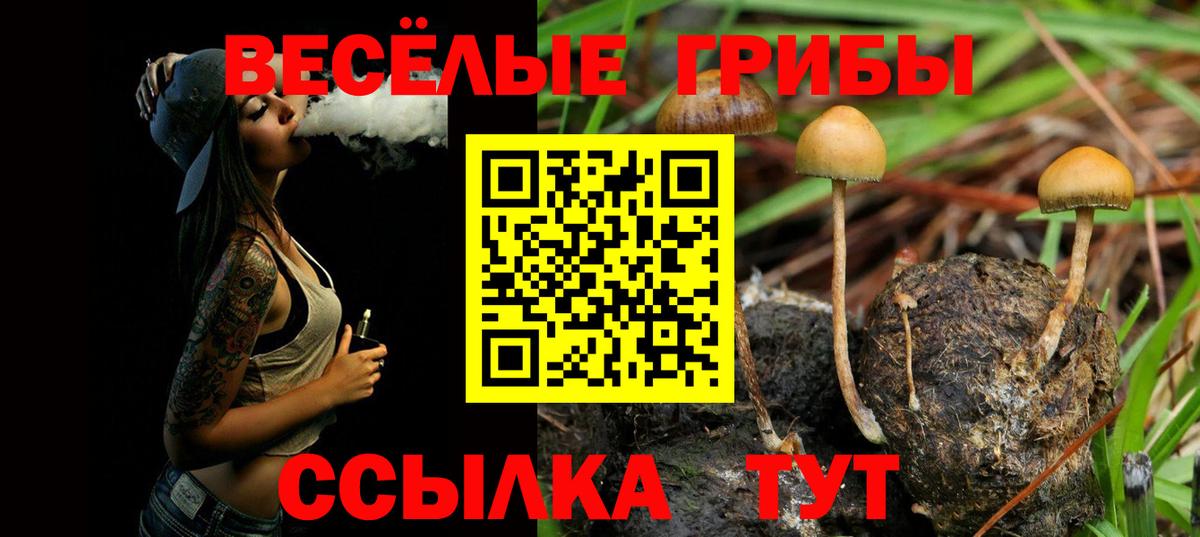 где можно купить наркотик  Вход с VPN  Тулун  Галлюциногенные грибы Cubensis 